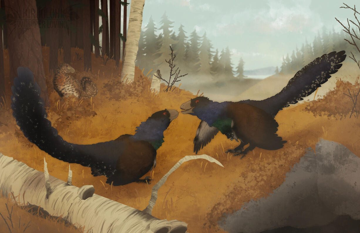 Repaint of fighting pheasants